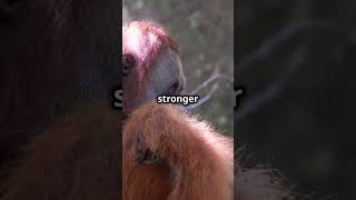 Mind Blowing Orangutan Facts You Didnt Know [upl. by Atteval431]