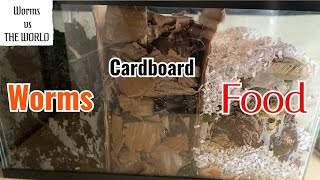 3 Chamber WormsCardboardFood Scraps  45 Day TimeLapse Fast Playback [upl. by Addie]