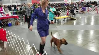 Rose City Classic Staffordshire Bull Terriers 2019 [upl. by Milinda]