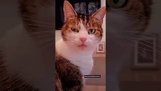 Mai to pighal gaya 🖖🫣🫣🫣 funny shadi short cat [upl. by Ahsiat]