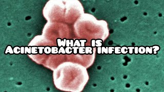 What is acinetobacter infection  Summary [upl. by Gupta579]