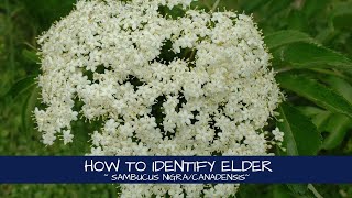 How to Identify Elderflowers and Elderberries  Sambucus nigracanadensis [upl. by Leelahk]