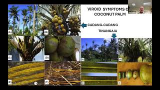 Part 2 Palm Viroid and Virus Diseases [upl. by Reinhardt]