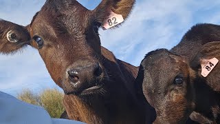 throw back to calving season calving2024 nzfarming dairyfarmer [upl. by Ainad]