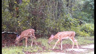 Highlights from a Deer and Turkey Trail May  August 2024 [upl. by Nodanrb799]