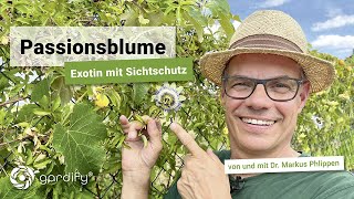 Passionsblume  exotische Kletterpflanze am Maschendraht  gardify Tipps [upl. by Eiralih]