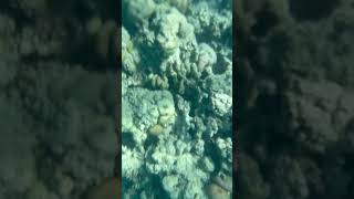 Підводний світ Єгипту Червоне море red sea hurghada egypt Makadi bay diving [upl. by Halvaard331]