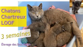 Chatons chartreux LOOF 3 semaines d’ÉCLAIR amp LIKE  2021 [upl. by Hagile]