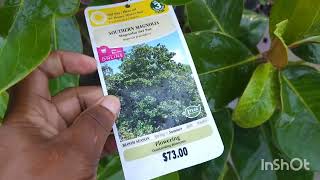 Check out these Lowes clearance plants in midSeptember Shrubs and annuals GAzone 8a [upl. by Llednov]