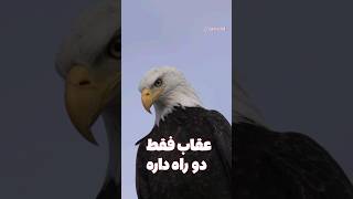 راز طول عمر عقاب  داستان [upl. by Monsour14]