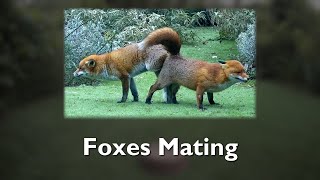 Foxes Mating [upl. by Wertz498]