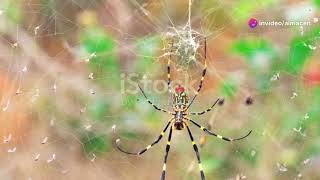 Giant Joro Spiders Intriguing Visitors Parachuting Into Pennsylvania New Jersey and Delaware [upl. by Edmead]