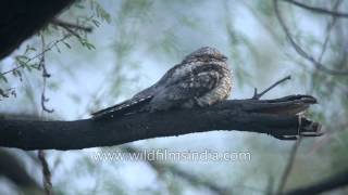 Nocturnal Grey Nightjar sits on a branch in the daytime at Bharatpur [upl. by Mchenry688]