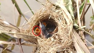 The Nest Wild of babies Bird Stay amp wait eat food from mother bird [upl. by Morgun]