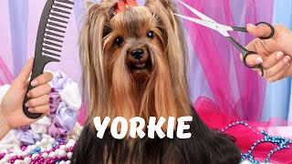 Yorkshire Terriers Grooming Health Temperament [upl. by Baumbaugh]