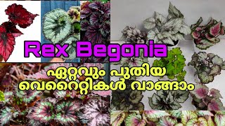 🌿🌱😍Rex Begonia ചെടികളുടെ ഏറ്റവും പുതിയ വെറൈറ്റിസ് ഇതാ reels plants home [upl. by Namyl]