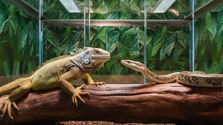 Epic Iguana vs Snake Showdown A Battle for Survival [upl. by Delaine439]