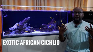 SALOUSI  EXOTIC AFRICAN CICHLID  CARE GUIDE [upl. by Nothgiel]