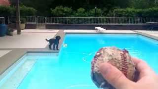 Lagotto Romagnolo puppy in swimming pool [upl. by Dnalevelc]