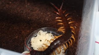 Escolopendra Gigante  Vietnamita Scolopendra subspinipes  El gigante de tierras índicas [upl. by Nibbs]