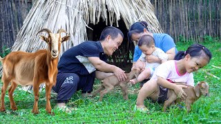 Dwarf family happy life Take care of goats giving birth harvesting beans  renovate the garden [upl. by Jeanine]