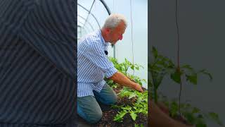 Cordon tomatoes identify side shoots and training the stem [upl. by Areit]