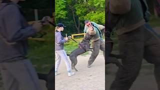 🔥Without fear 😱STRAZHODESSA Cane Corso training Odessa Ukraine [upl. by Leifer558]