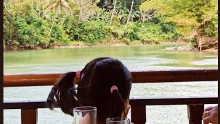 RIVERWATCH FLOATING RESTAURANT OF LOBOC BOHOL PHILIPPINES [upl. by Neeli227]