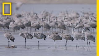 Thousands of Cranes Take Flight in One of Earths Last Great Migrations  National Geographic [upl. by Neiht]