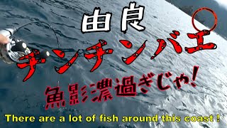 【ダンゴ釣り】由良のチンチンバエに初めて行ったら！撮影準備中からおおわらわだぜWW [upl. by Coben276]