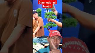 sinensis pormal beberapa detik saja di permak jadi bunjin bonsaiinspirasi [upl. by Romeyn]