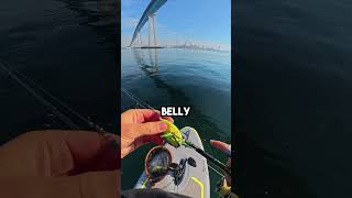 Topwater Frog in Saltwater fishingvideo fish frogfishing [upl. by Glynnis427]