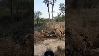 Hyenas Gang Attack to Lion wildlife shortsfeed viralvideo [upl. by O'Meara526]