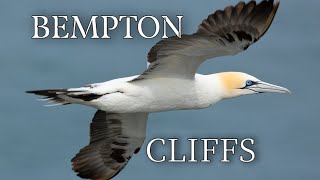 Bempton Cliffs [upl. by Netty]