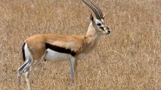 Thomsons gazelle Facts Interesting Facts about Thomsons gazelle Facts about Thomsons gazelle [upl. by Genni]