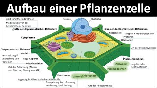 Pflanzenzelle  Aufbau und Funktion Zellorganellen und ihre Funktionen 23  Biologie Oberstufe [upl. by Rory]