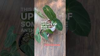 Anthurium Plant Updates Import from Greenspaces ID plants anthurium [upl. by Enyahc]