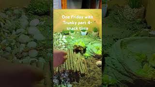 Trunky the Horsefield Tortoise One Friday with Trunky part 4 snack time [upl. by Wind]