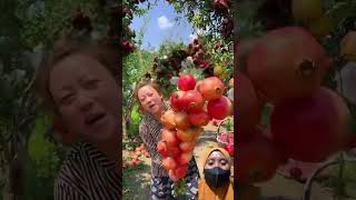 Buah delima merah garden fruit shorts [upl. by Tilda387]