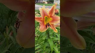 Tiger Lilies in the Rain A Splash of Orange flowers [upl. by Spike]