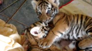 Tiger cubs playing  Tigre filhotes brincando [upl. by Enomahs]