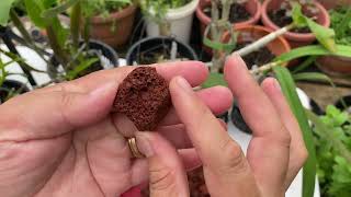 How to Repot Orchids with Lava Rocks [upl. by Sylvan]