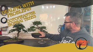 Dealing With Problems On Cotoneaster Bonsai Trees [upl. by Risan993]