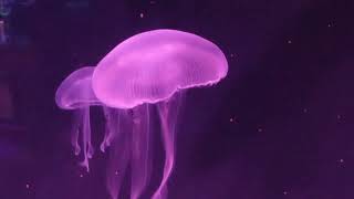 Moon Jellyfish Aurelia aurita [upl. by Kos]