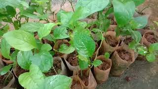 Plumbago zeylanica Ceylon leadwort Doctorbush വെള്ളക്കൊടുവേലി  തുമ്പക്കൊടുവേലി Medicinal Plant [upl. by Carlile]