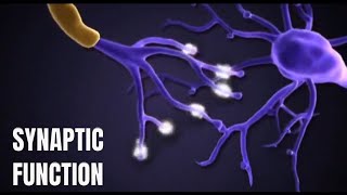 How do synapses works to carry information [upl. by Joela]