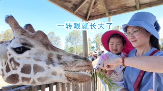 孩子一转眼这么大了，带她去看动物新西兰 Harold Vlog 884 [upl. by Ahsinert207]