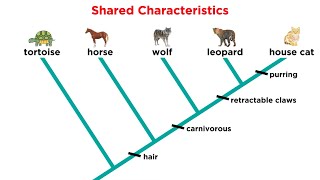 Cladistics Part 1 Constructing Cladograms [upl. by Fransis]