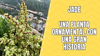 Jade Características Clasificación y Usos de Esta Planta Suculenta [upl. by Pengelly348]