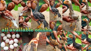 Odisha parrot beak long tail aseel chicks in Umesh aseel farm odisha  top of aseel breed [upl. by Lapham]